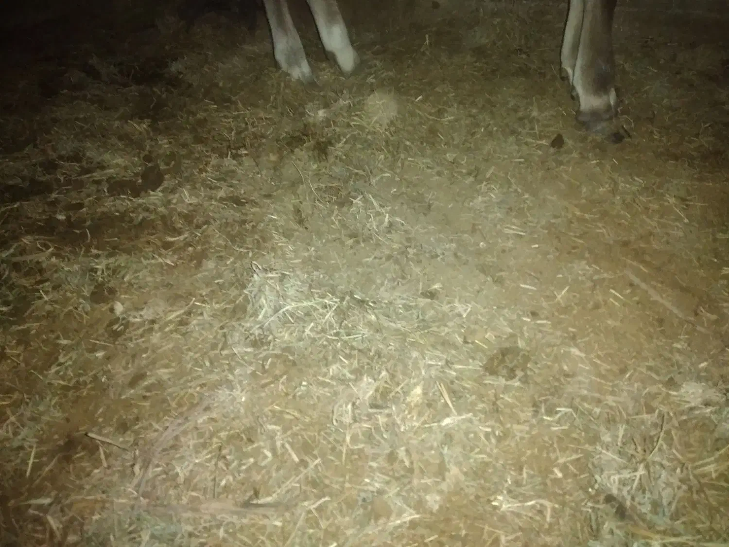 کود گاوی گوسفندی|گل و گیاه طبیعی|بم, |دیوار