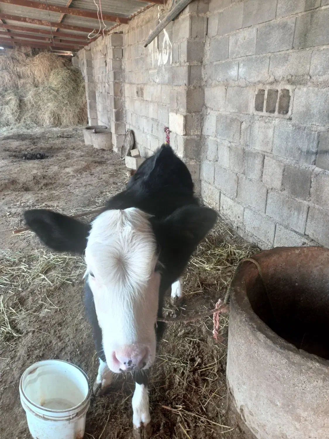 فروش گوساله|حیوانات مزرعه|سنگدوین, |دیوار