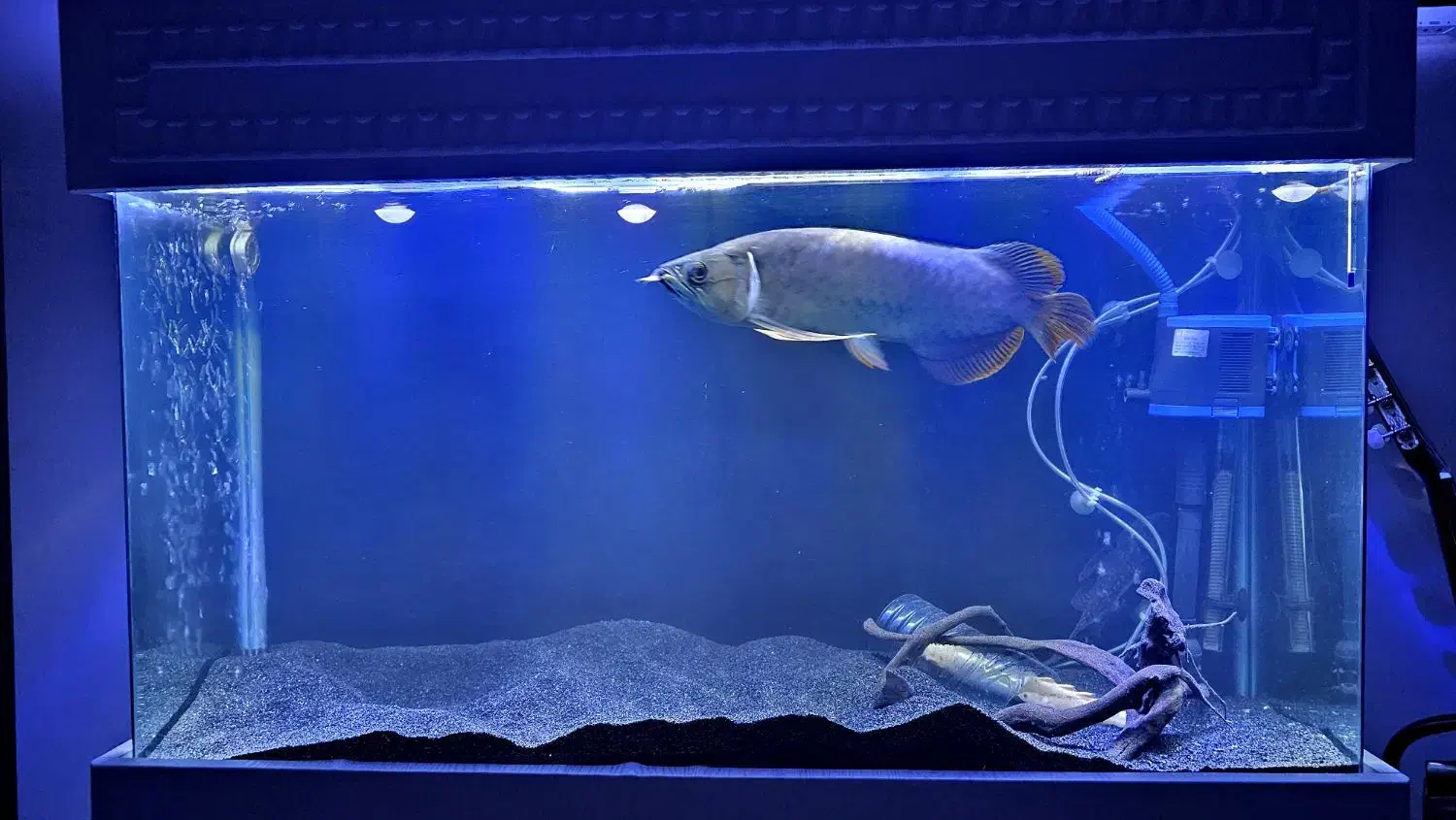 ماهی آروانا گلدن های بک ۳۰سانتی|ماهی|تهران, باغ خزانه|دیوار