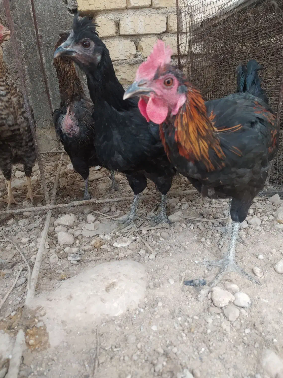 فروش جوجه خروس محلی اصل|حیوانات مزرعه|کوه چنار, |دیوار