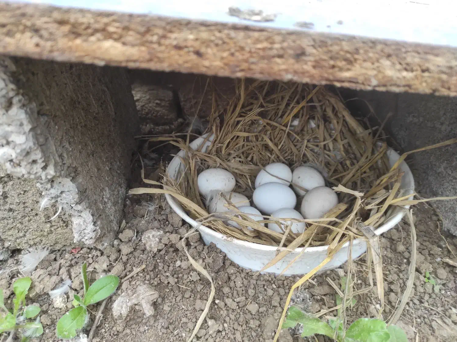 فروش تخم مرغ سیبرایت مینیاتوری نطفه دار|حیوانات مزرعه|ساری, |دیوار