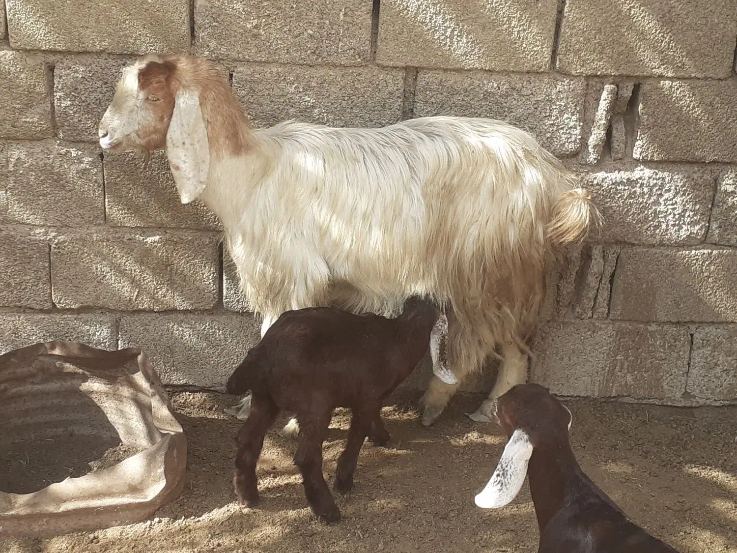 بز نجدی|حیوانات مزرعه|شادگان, |دیوار