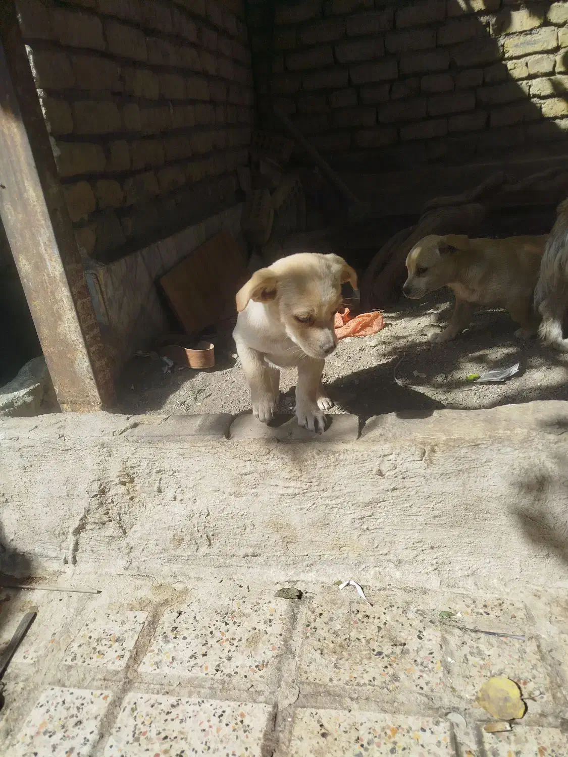 سگ های زیبا نر و ماده|سگ|مشهد, الهیه|دیوار