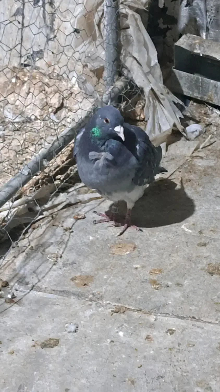 ماده پلاکی|پرنده|شهرکرد, |دیوار