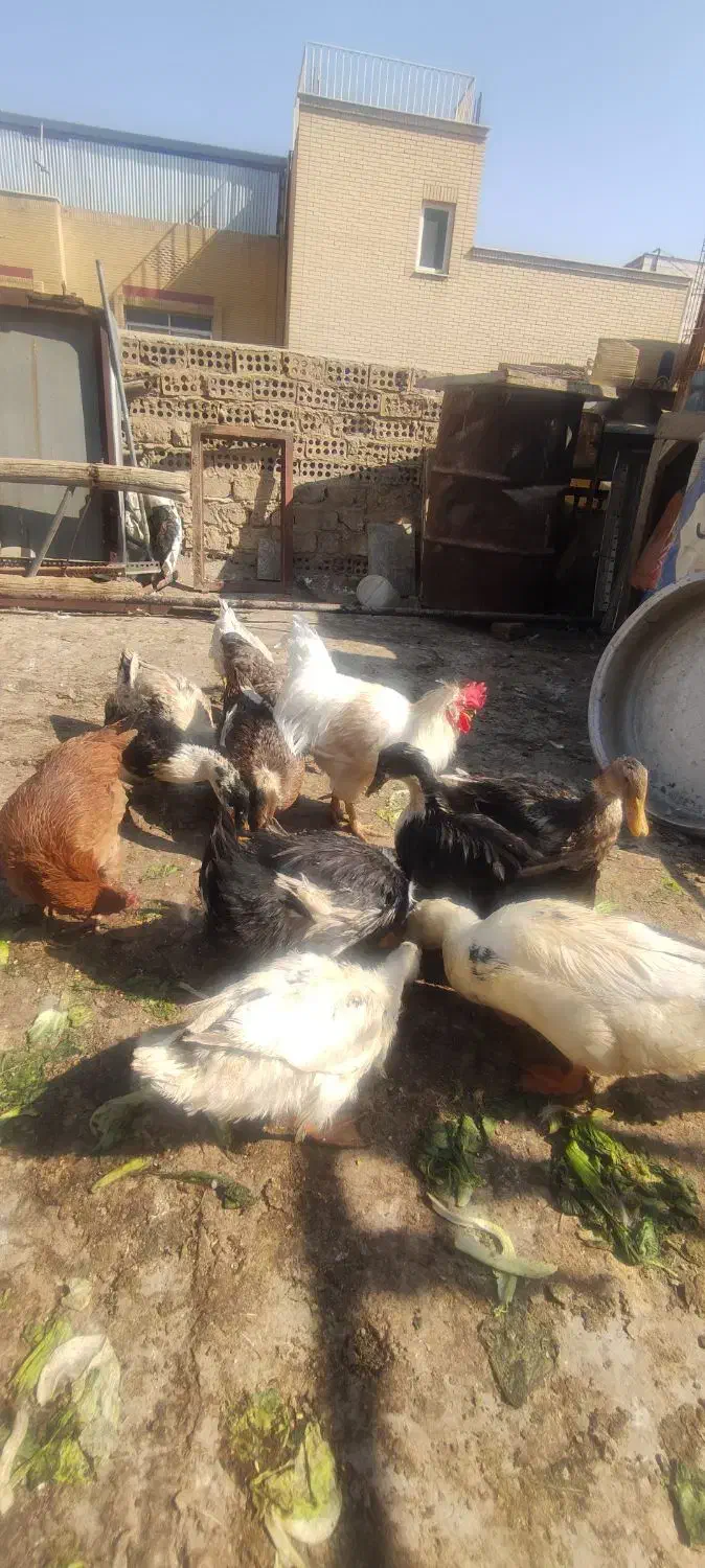 مرغابی|حیوانات مزرعه|اصفهان, شیخ طوسی|دیوار