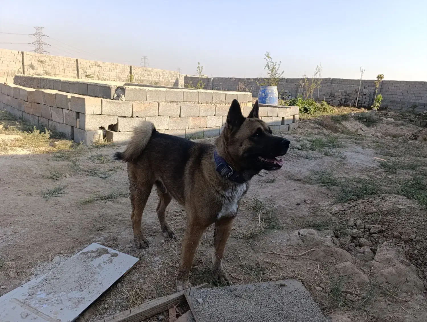 آکیتا آمریکایی|سگ|پاکدشت, پاکدشت (مامازند)|دیوار