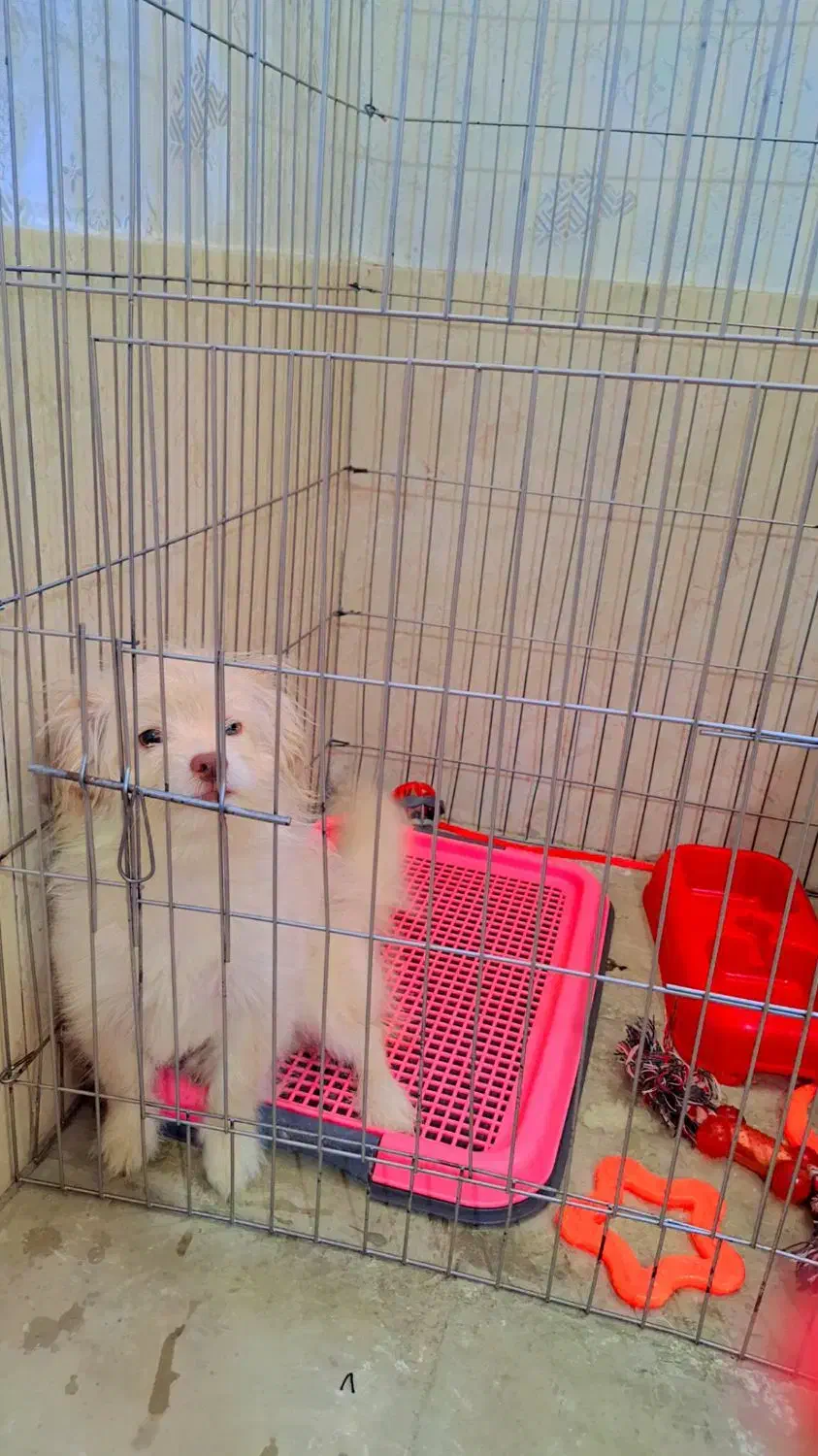 پامر روباهی خرسی|سگ|شیراز, کوشک میدان|دیوار