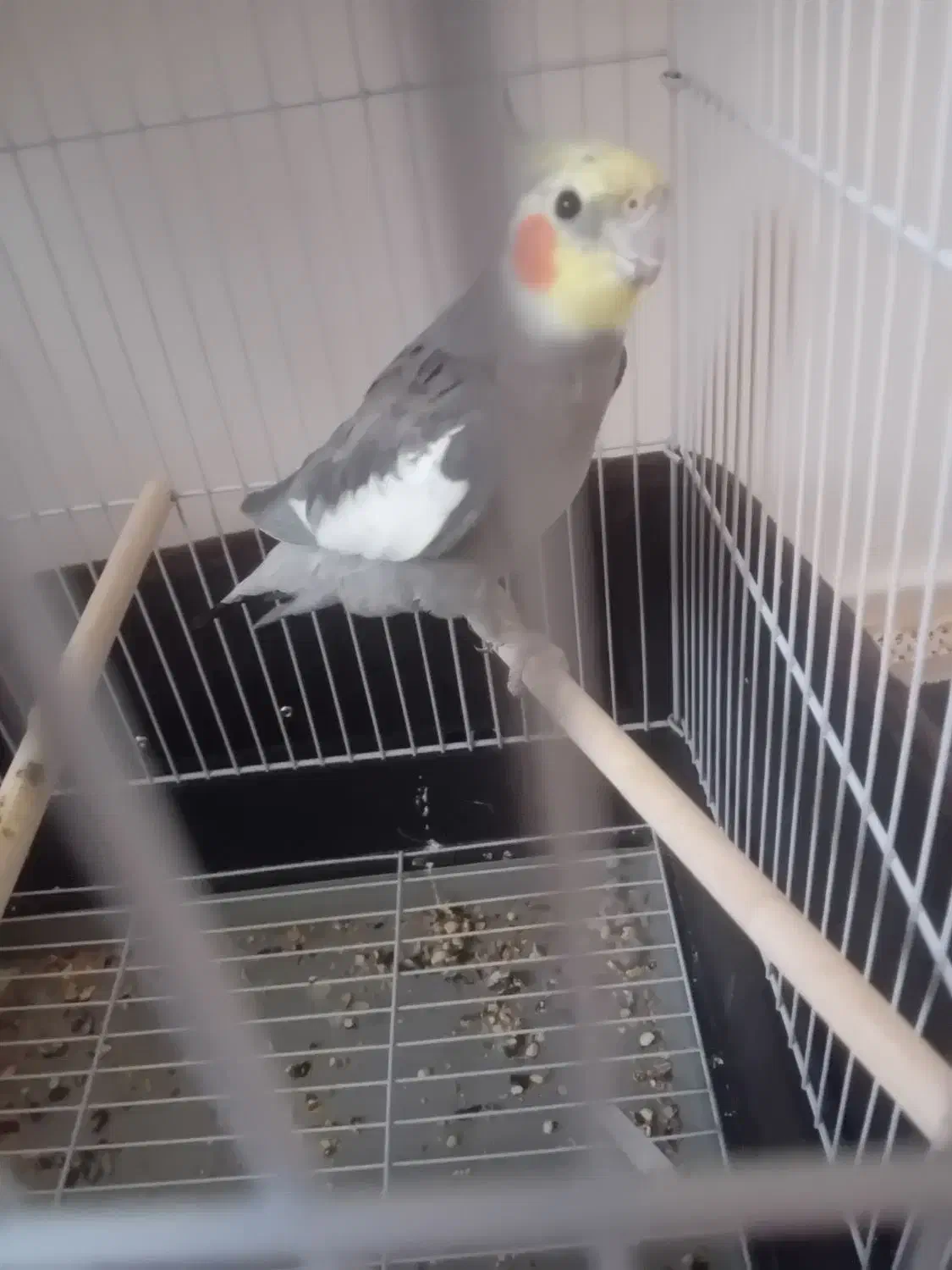 عروس هلندی بسیار زیبا و زبل|پرنده|خمین, |دیوار