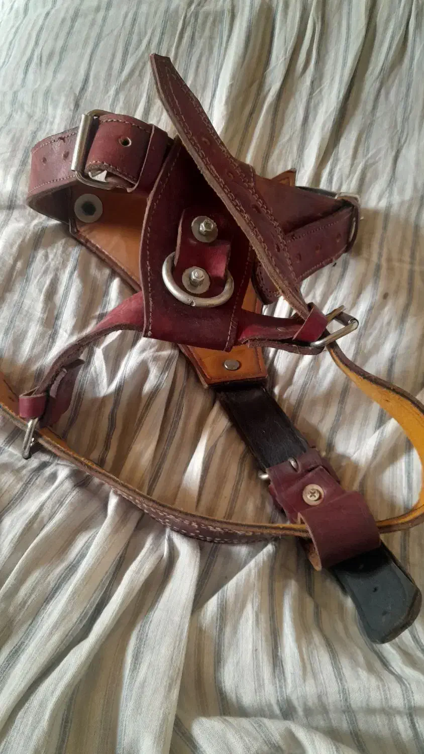 سینه بند و قلاده سگ|لوازم جانبی حیوانات|اراک, |دیوار