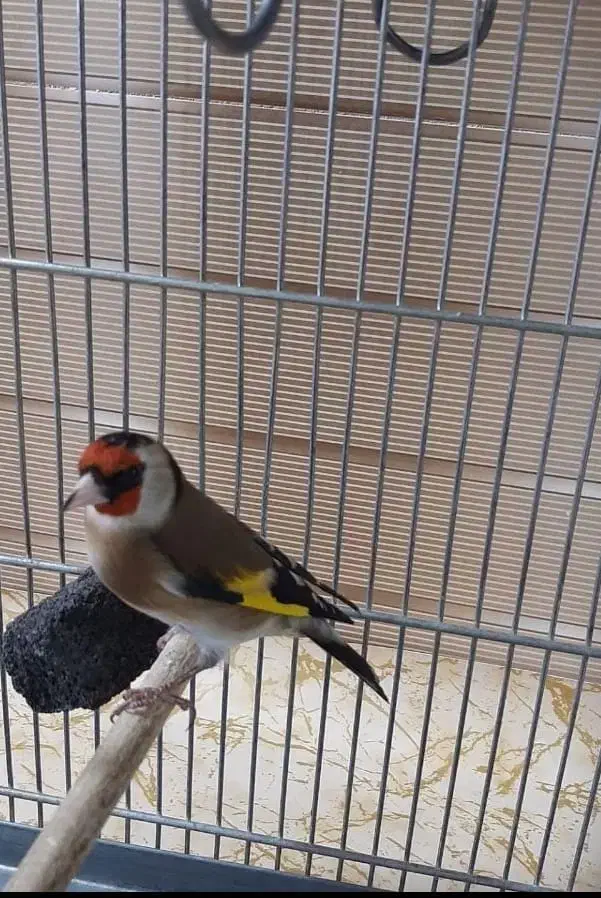 سره های متولد قفس دهن دار|پرنده|ری, شهادت|دیوار