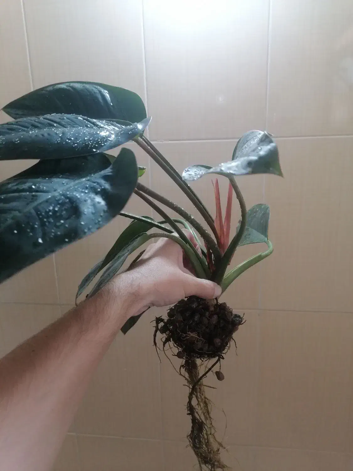 ویزیت تخصصی گیاه آپارتمانی در منزل|گل و گیاه طبیعی|کرمان, |دیوار