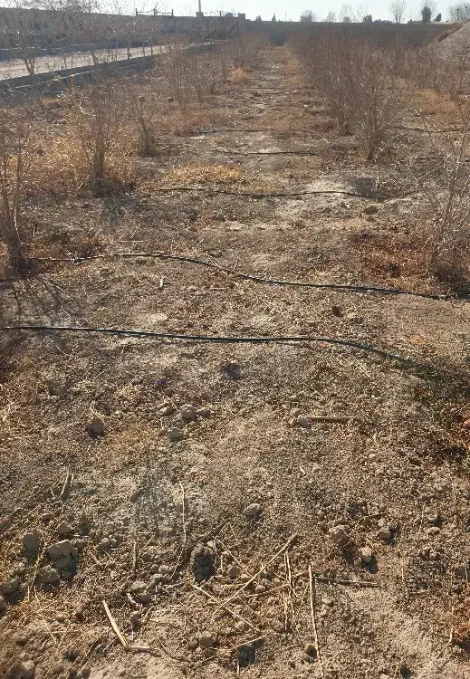 فروش یک قطعه باغ انار سند دار اول شهر|فروش زمین و ملک کلنگی|جوادآباد, |دیوار