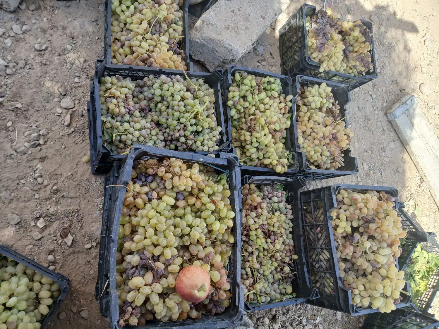 انگور|خوردنی و آشامیدنی|شیراز, گویم|دیوار