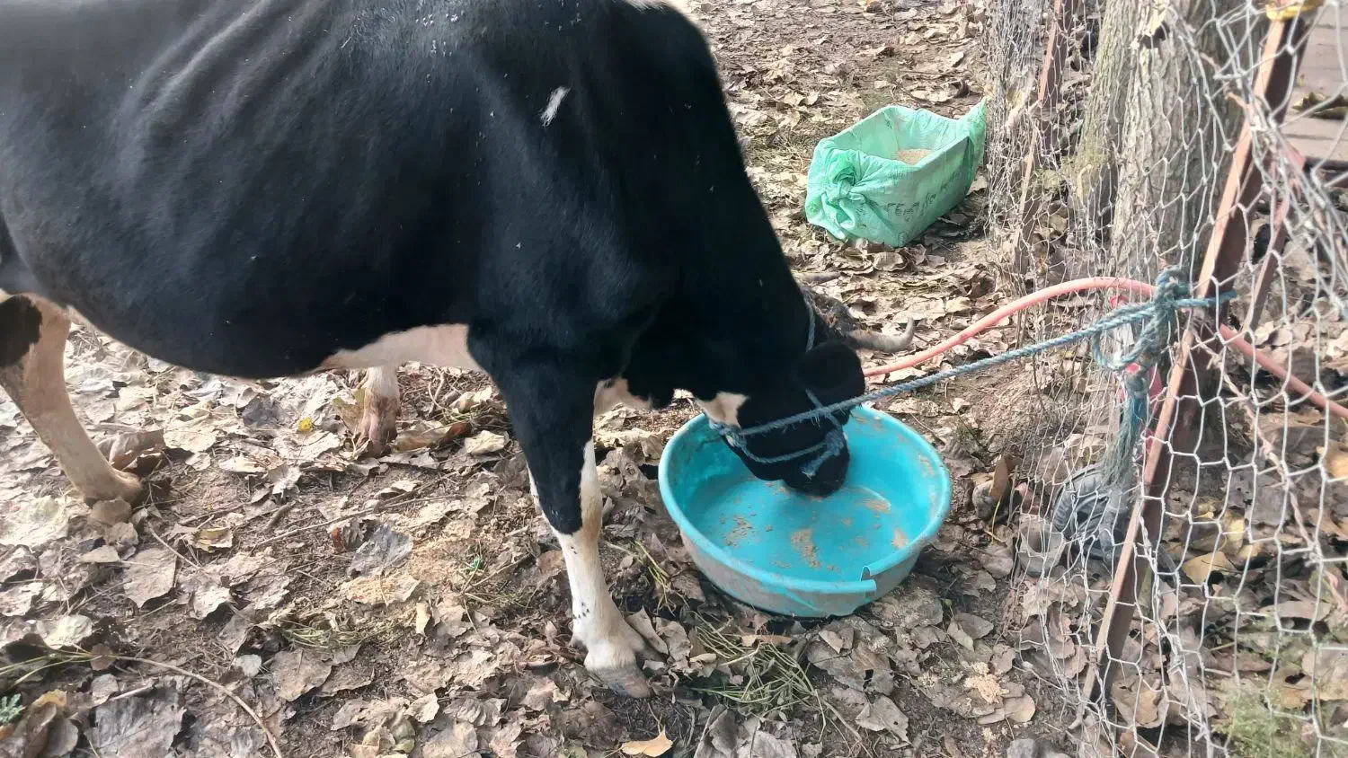 گاو شیری با گوساله نر|حیوانات مزرعه|شاندرمن, |دیوار