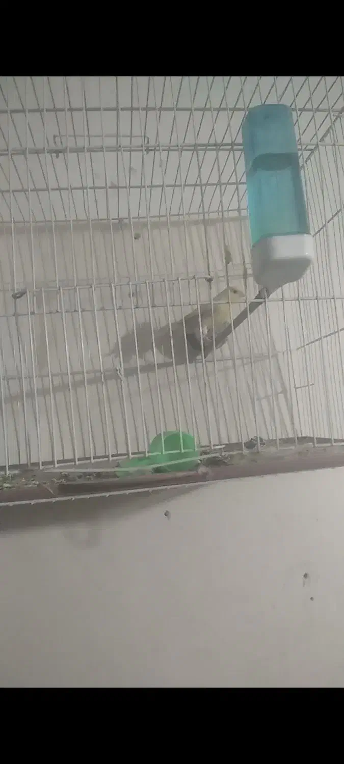 قناری نرم|پرنده|خاش, |دیوار