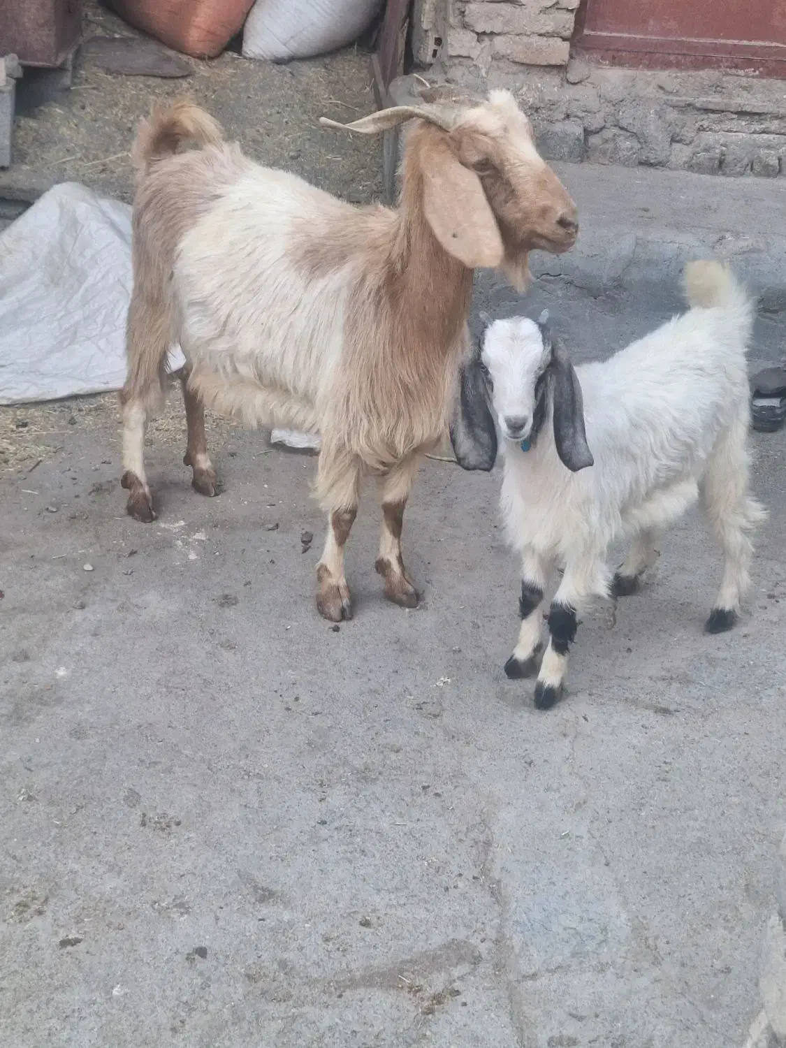 فروش بز وبزغاله|حیوانات مزرعه|دورود, |دیوار