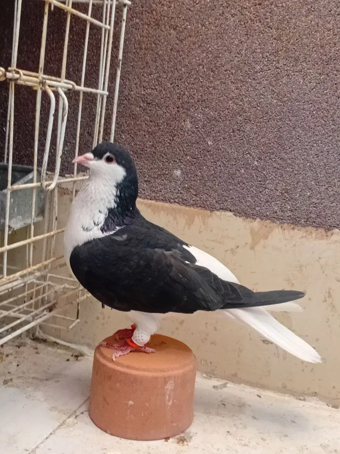 چپ سیاه|پرنده|مشهد, امیریه|دیوار