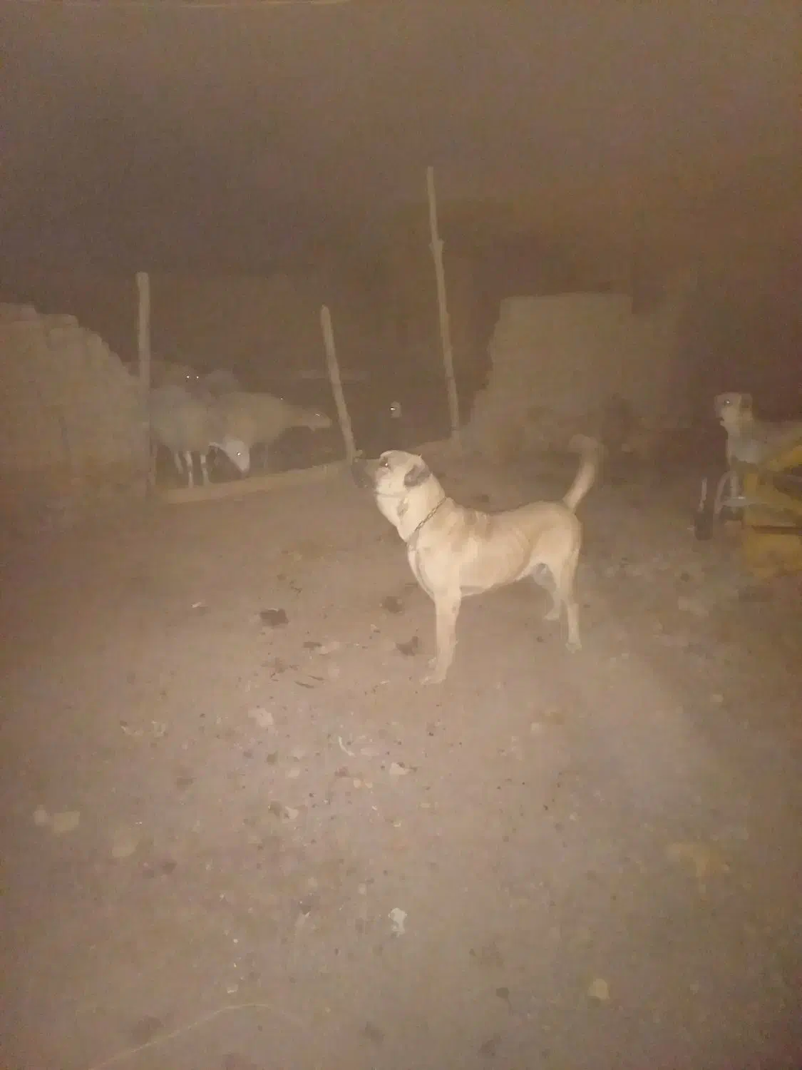 سگ سرابی|سگ|عطاملک, |دیوار