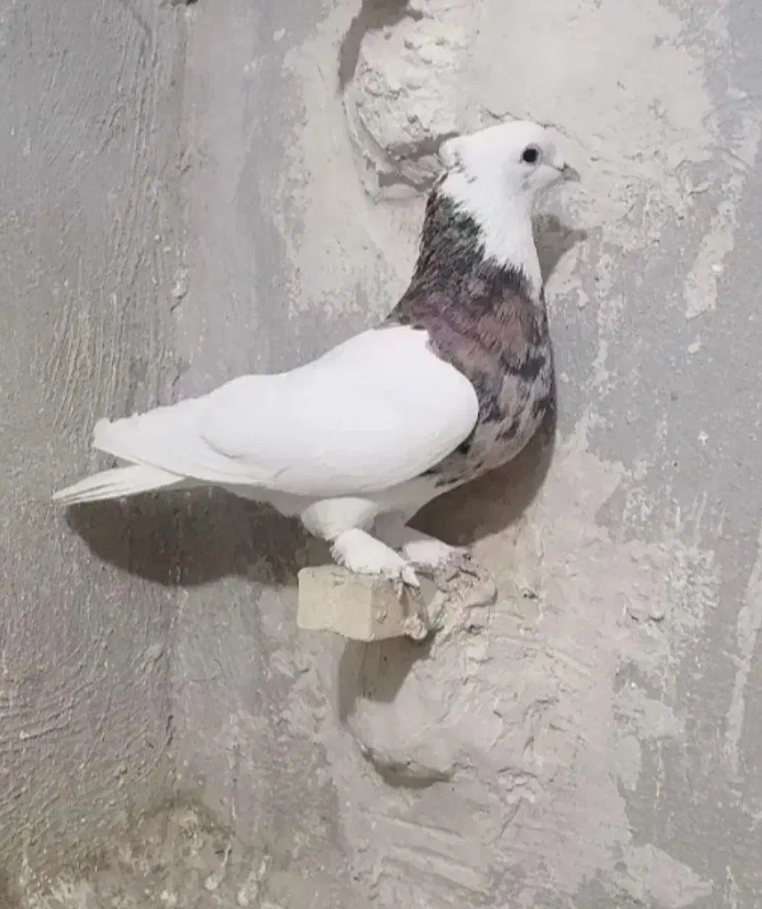 کفتر طوقی سینیی|پرنده|شاهین دژ, |دیوار