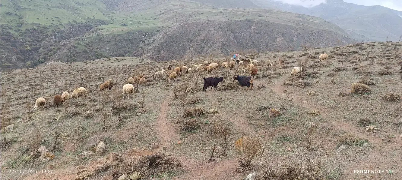 گوسفندوبز|حیوانات مزرعه|ثمرین, |دیوار