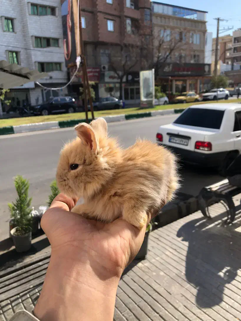 خرگوش لوپ|موش و خرگوش|گنبد کاووس, |دیوار