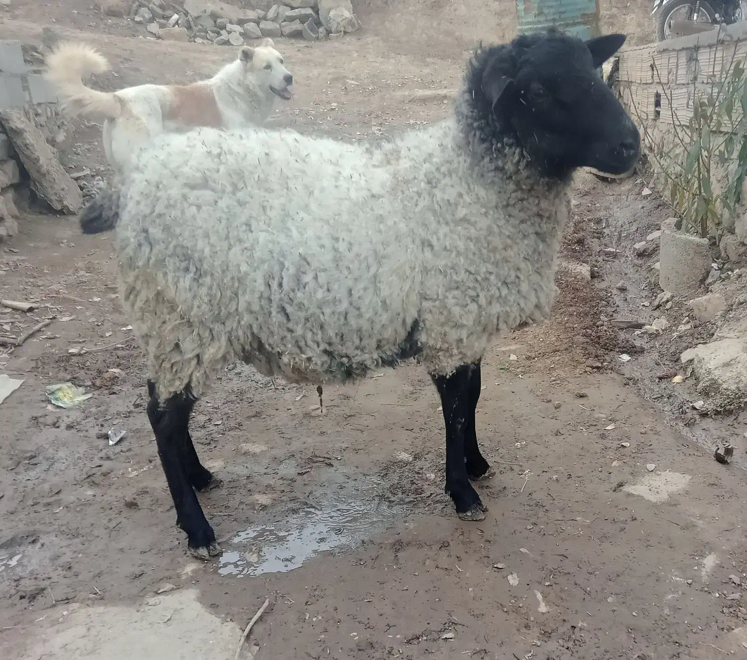 گوسفند رومانف اصل نژاد چند قلو زایی|حیوانات مزرعه|رامیان, |دیوار