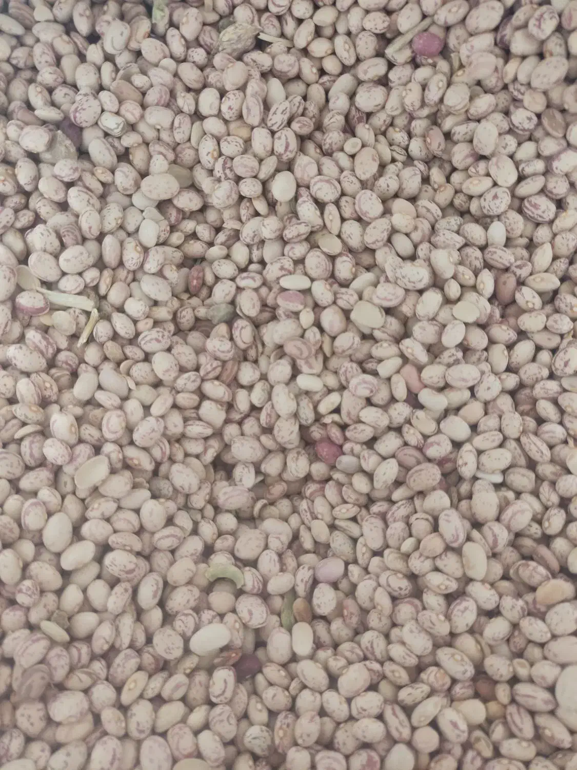 لوبیا چیتی|عمده‌فروشی|اقلید, |دیوار