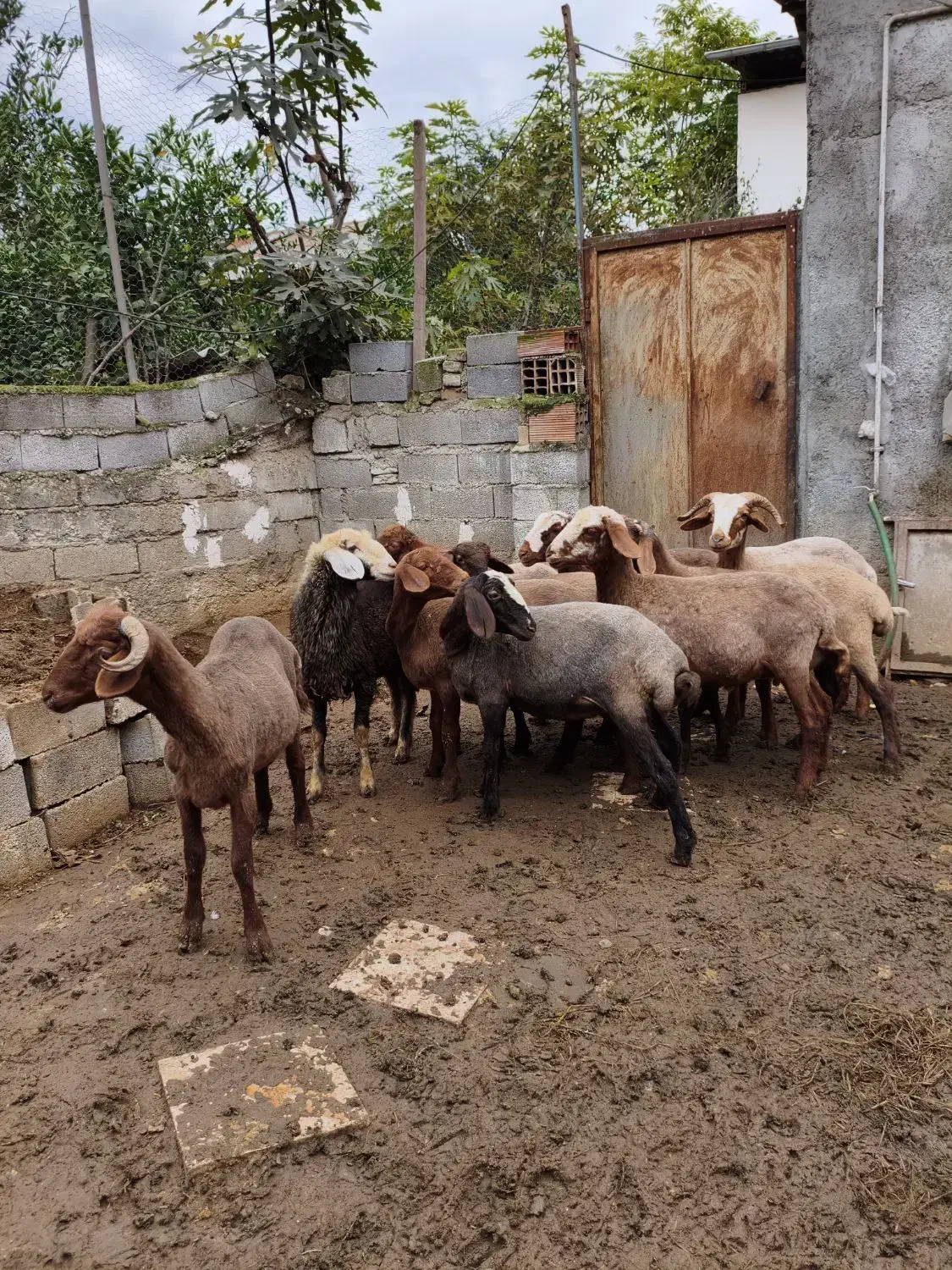 بره گوسفند ۱۰ تا|حیوانات مزرعه|قائمشهر, |دیوار