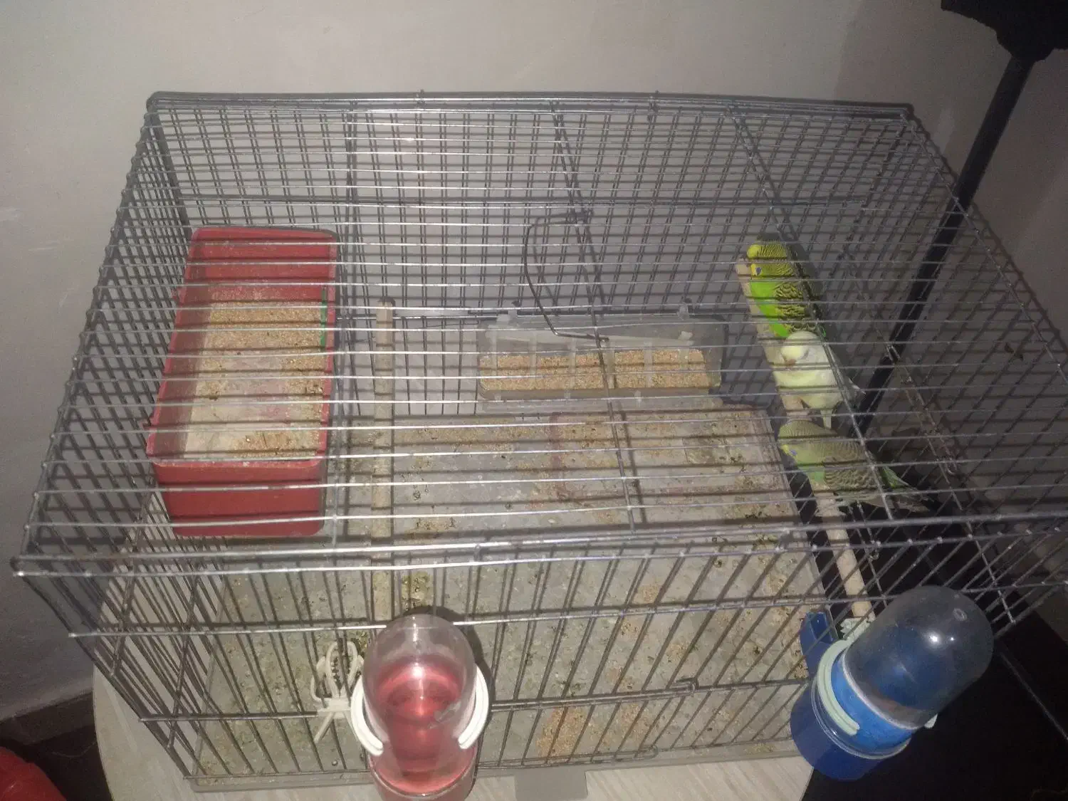 مرغ عشق|پرنده|ایذه, |دیوار