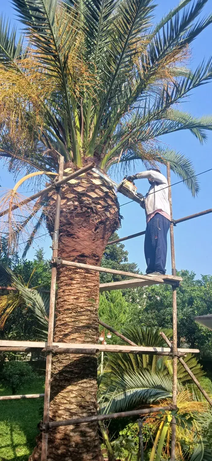 هرس فونیکس. لاوسون . شمشاد|خدمات باغبانی و درختکاری|نوشهر, |دیوار