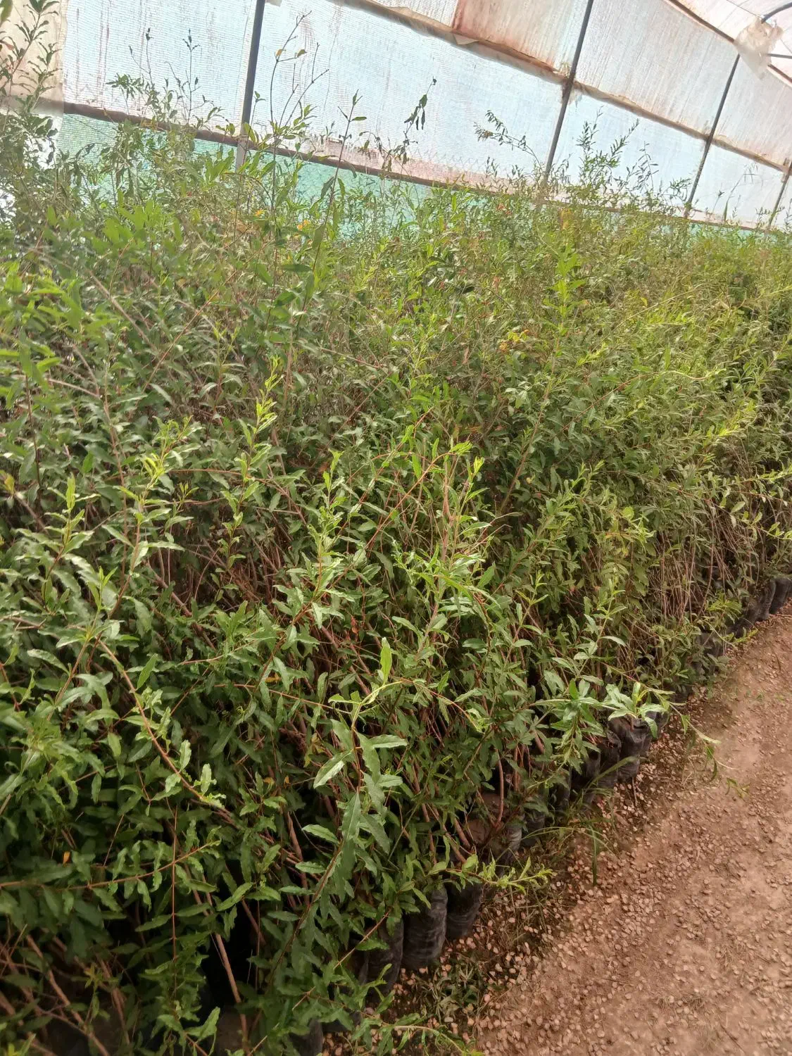 نهال انار شهرضا|خدمات باغبانی و درختکاری|اصفهان, سودان|دیوار