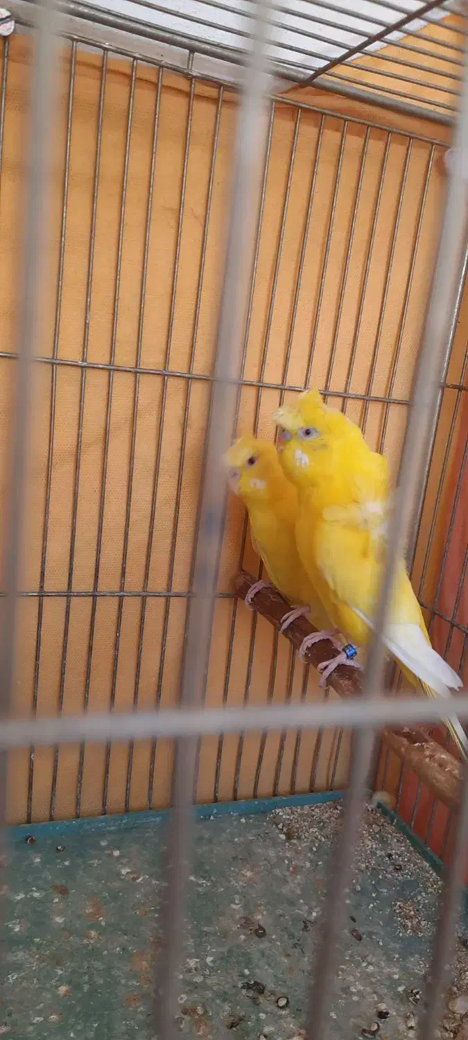 مرغ عشق پروانه ای|پرنده|فولادشهر, مسکن مهر فولادشهر|دیوار