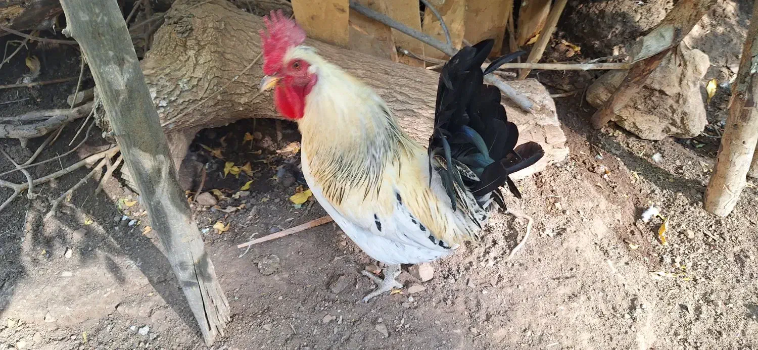 تخم مرغ نطفه دار|حیوانات مزرعه|پاوه, |دیوار