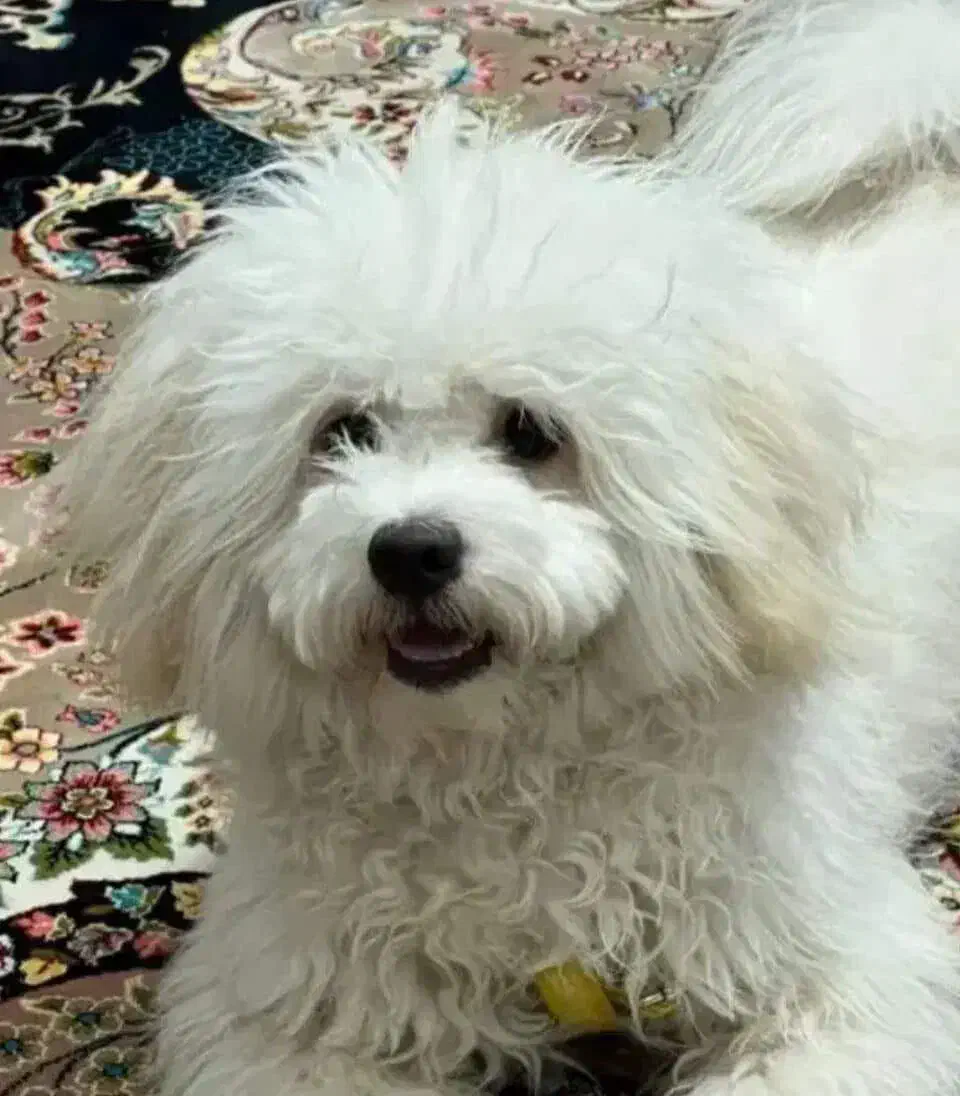 سگ شیتزو هشت ماهه|سگ|شیراز, کوشک میدان|دیوار