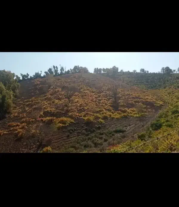 باغ انگور درجه یک 7 هزار متر|فروش دفتر صنعتی، کشاورزی، تجاری|نمشیر, |دیوار