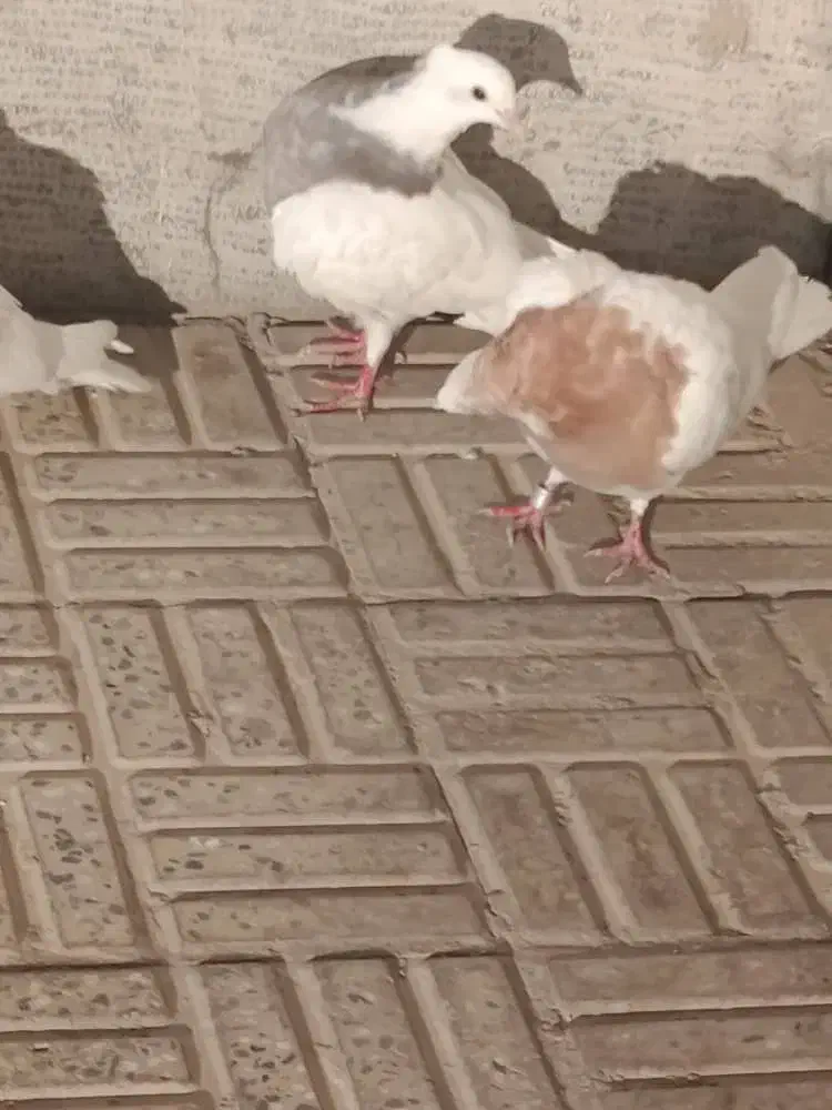 طوقی هفت رنگ|پرنده|نجف‌آباد, امیرآباد|دیوار