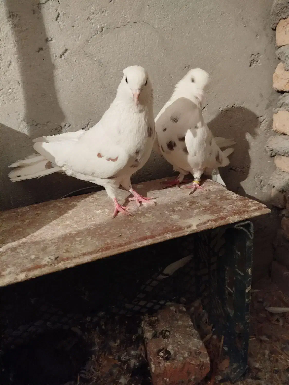 کبوتر|پرنده|مشگین شهر, |دیوار