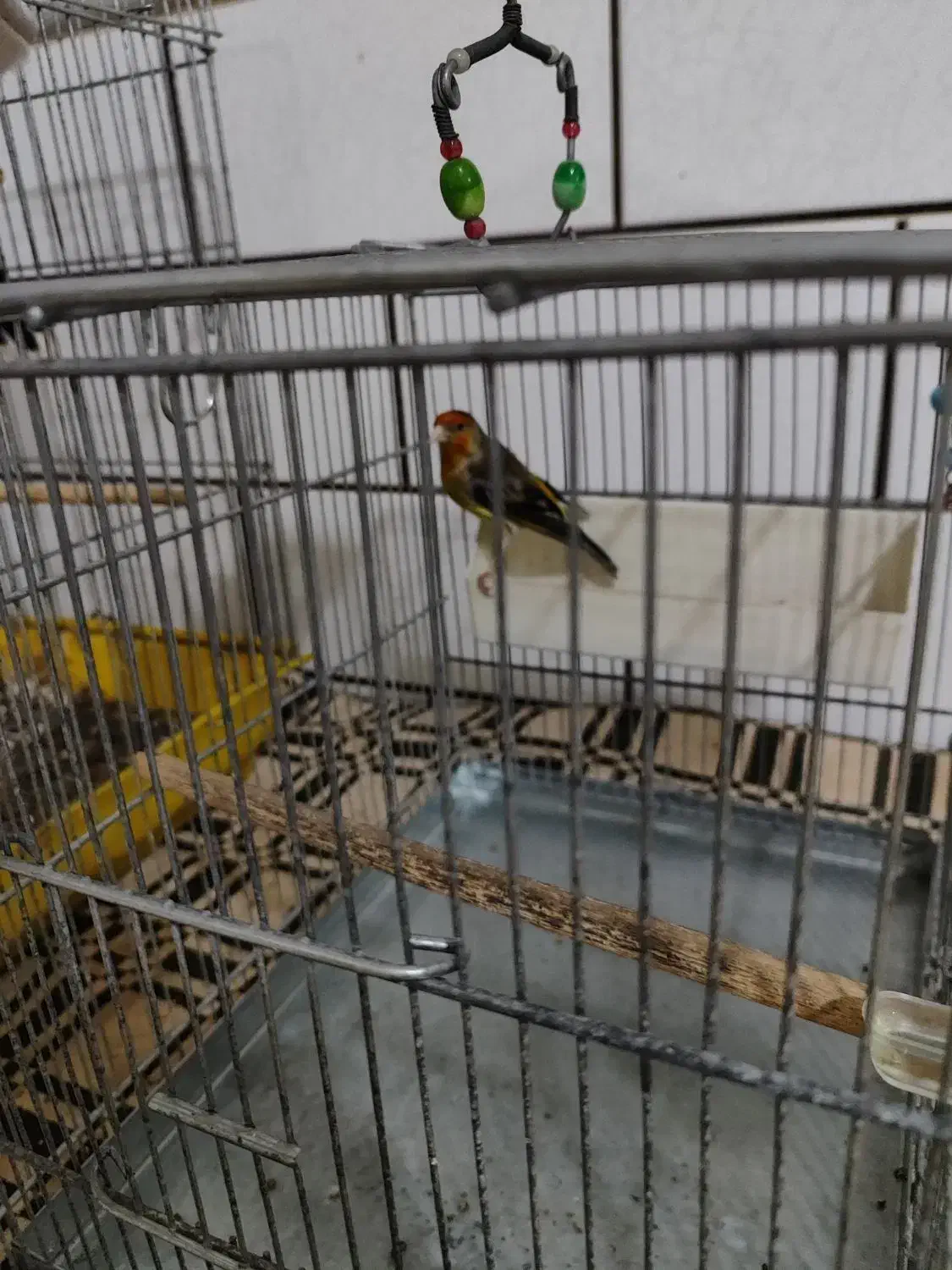 سره قناری|پرنده|ساوه, |دیوار