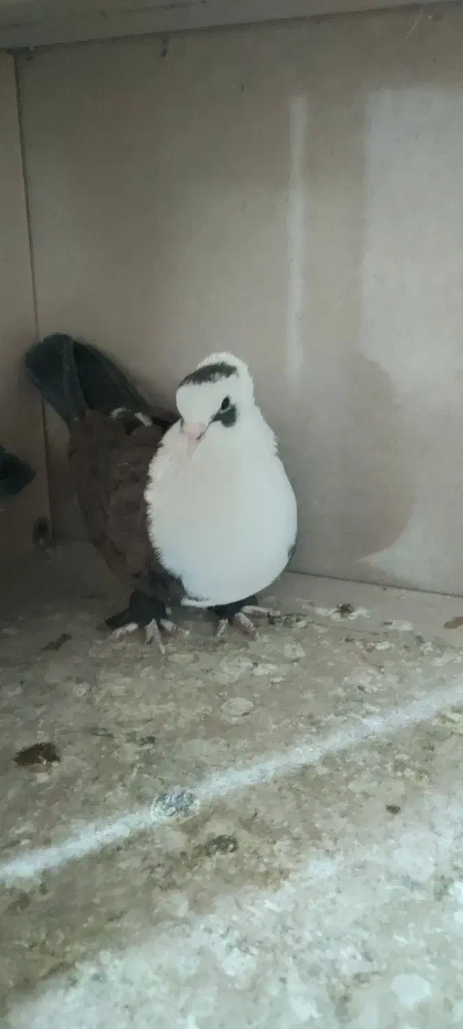 کفتر کل سفید ،کربلایی،پشتدار،پاکستانی،سرور معاوضه|پرنده|قنوات, |دیوار