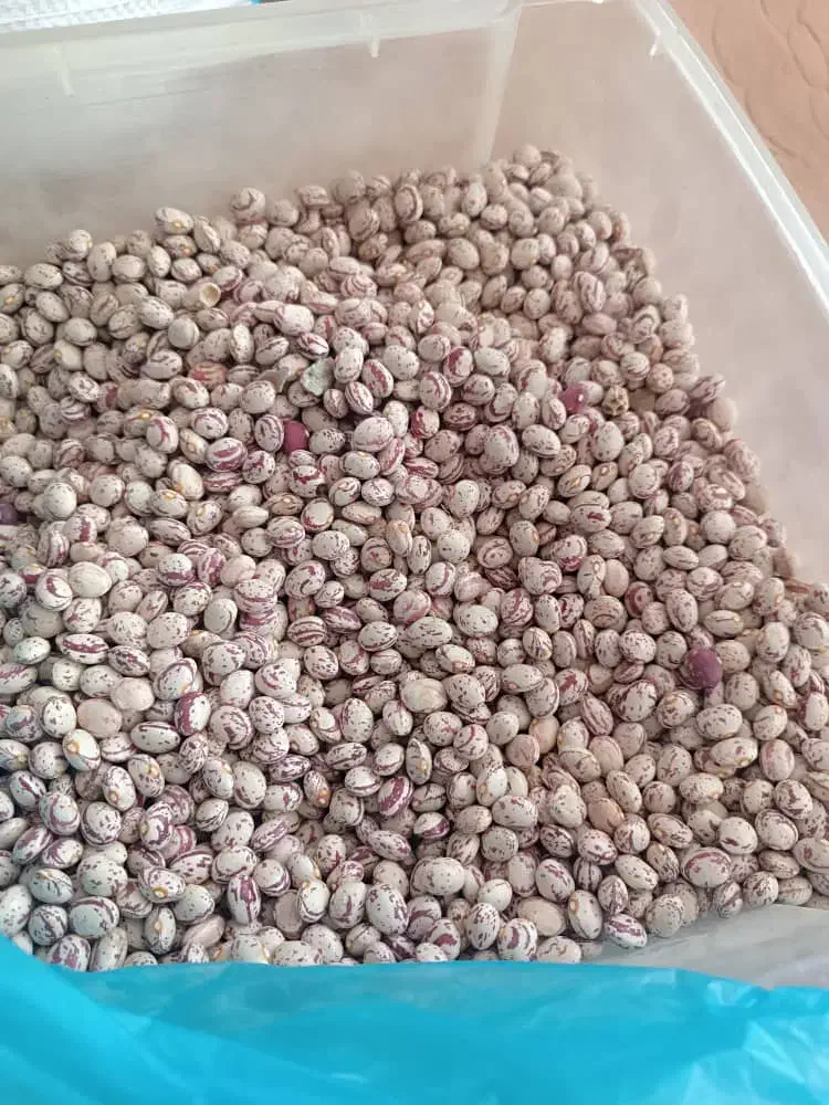 لوبیا چیتی ساچمه‌ای|خوردنی و آشامیدنی|سده (فارس), |دیوار