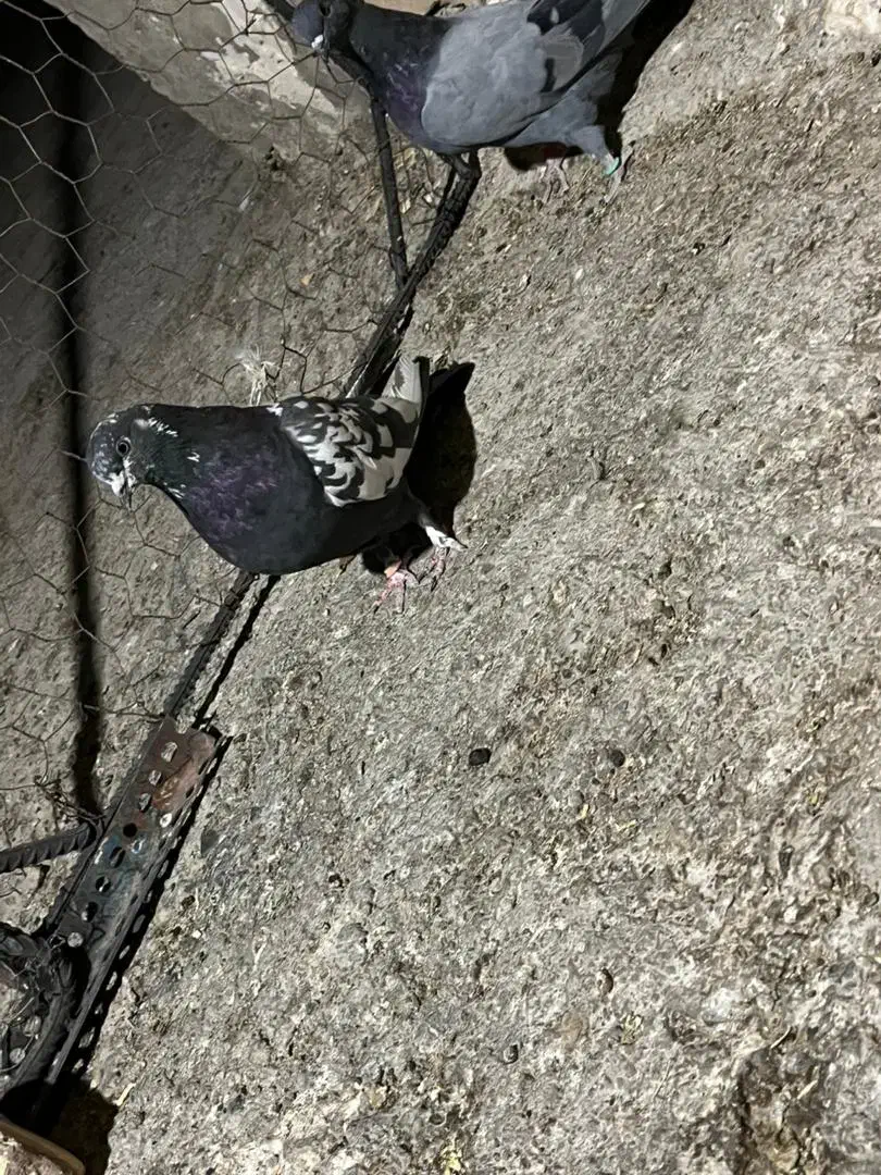 پرشی کار درست|پرنده|پیر بکران, |دیوار