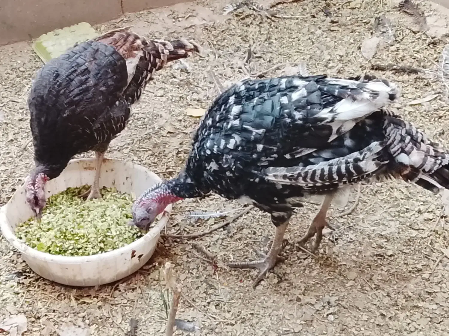 بوقلمون|حیوانات مزرعه|کرمان, |دیوار