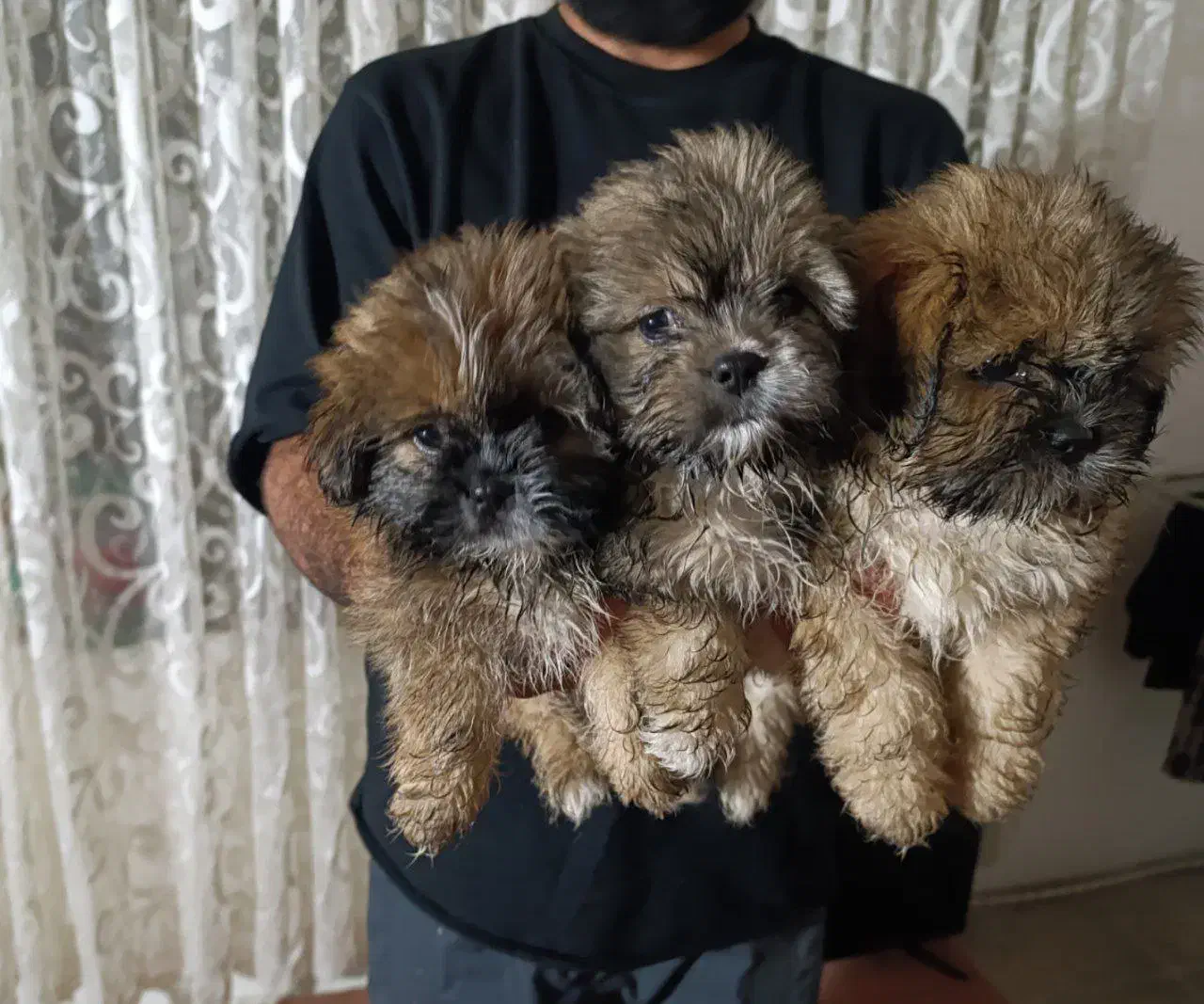 سگ توله|سگ|بابل, |دیوار