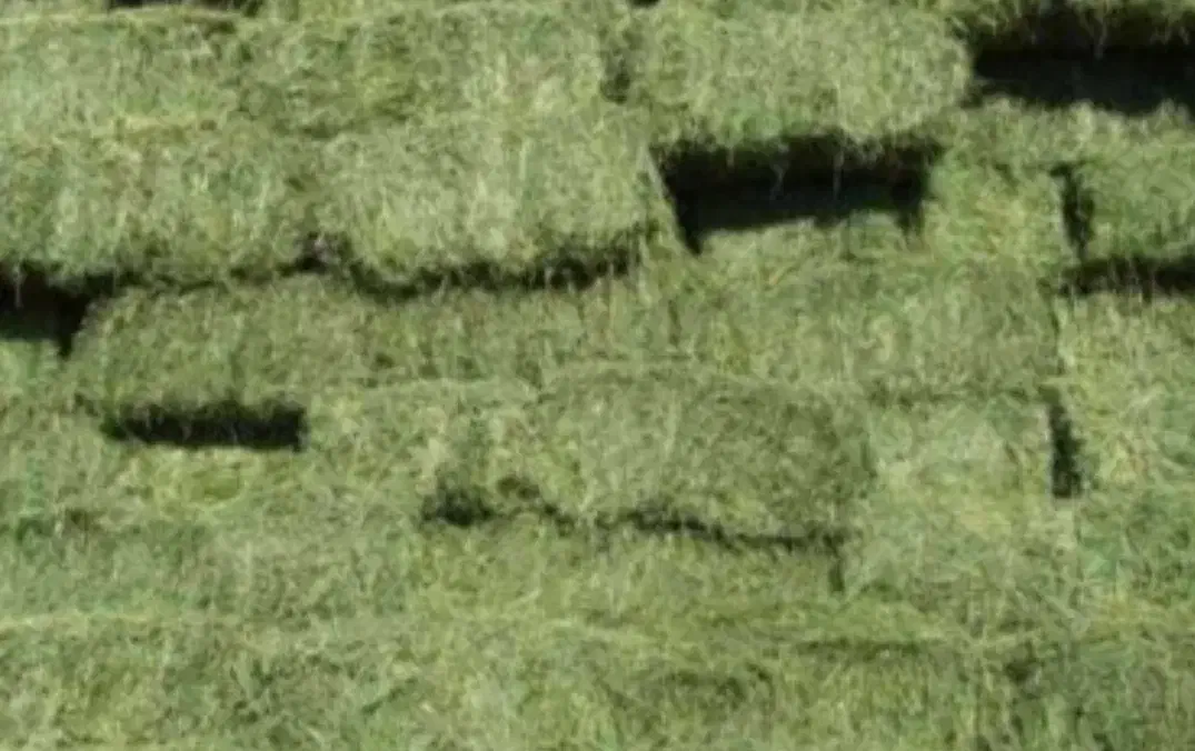 یونجه|عمده‌فروشی|مشهد, شترک|دیوار