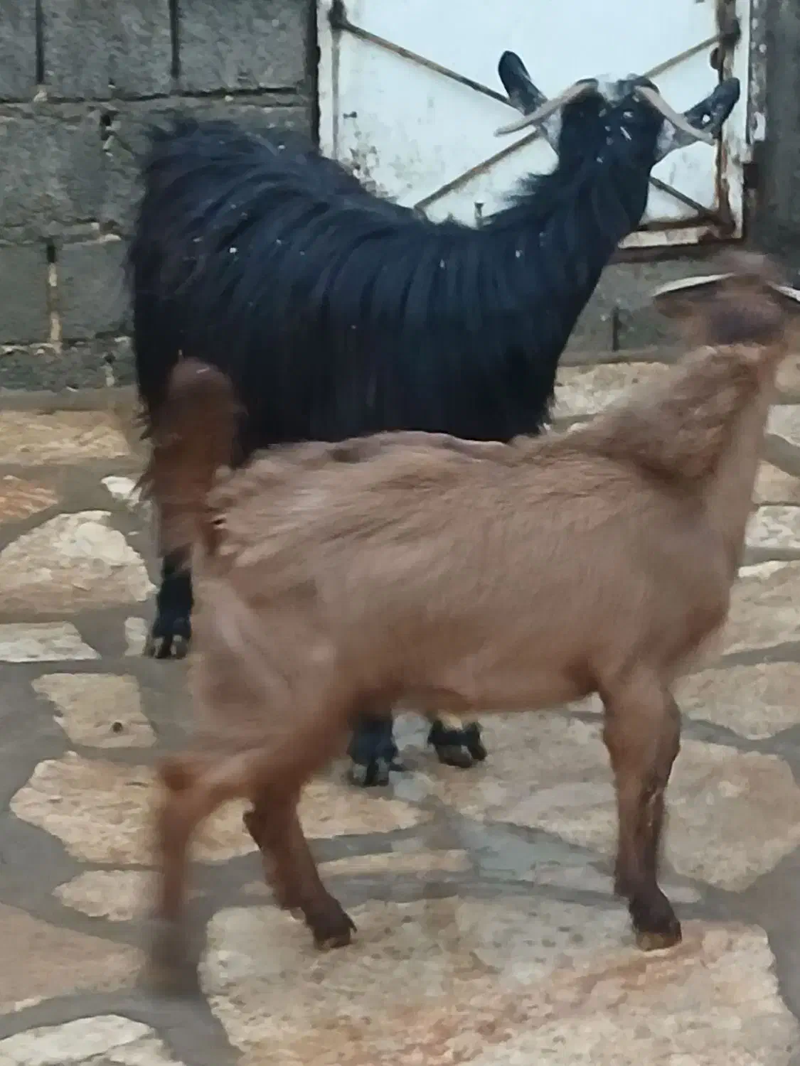 بزو بزغاله جوان دوشیره|حیوانات مزرعه|سنندج, |دیوار