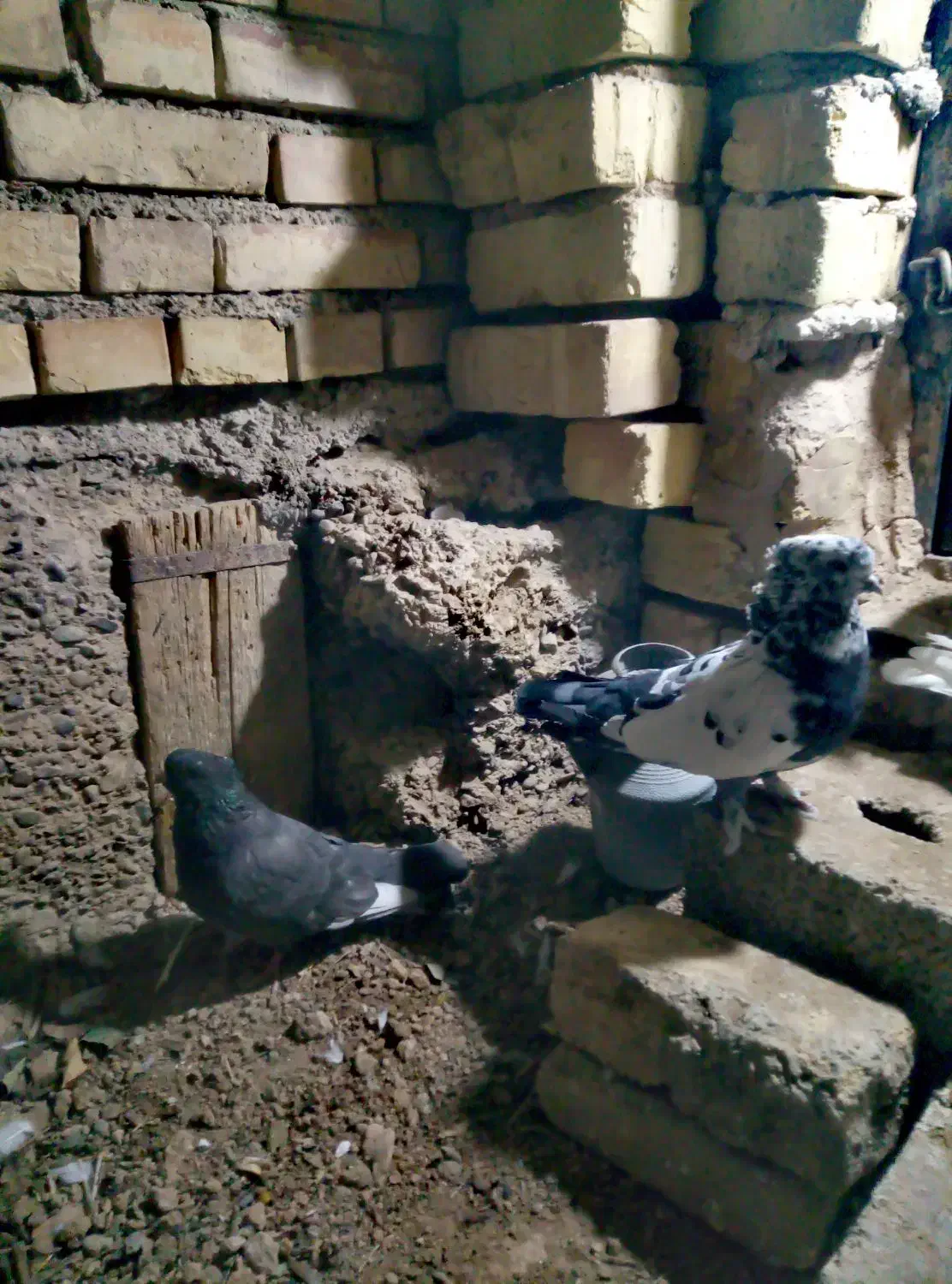 کبوتر|پرنده|خمینی‌شهر, |دیوار