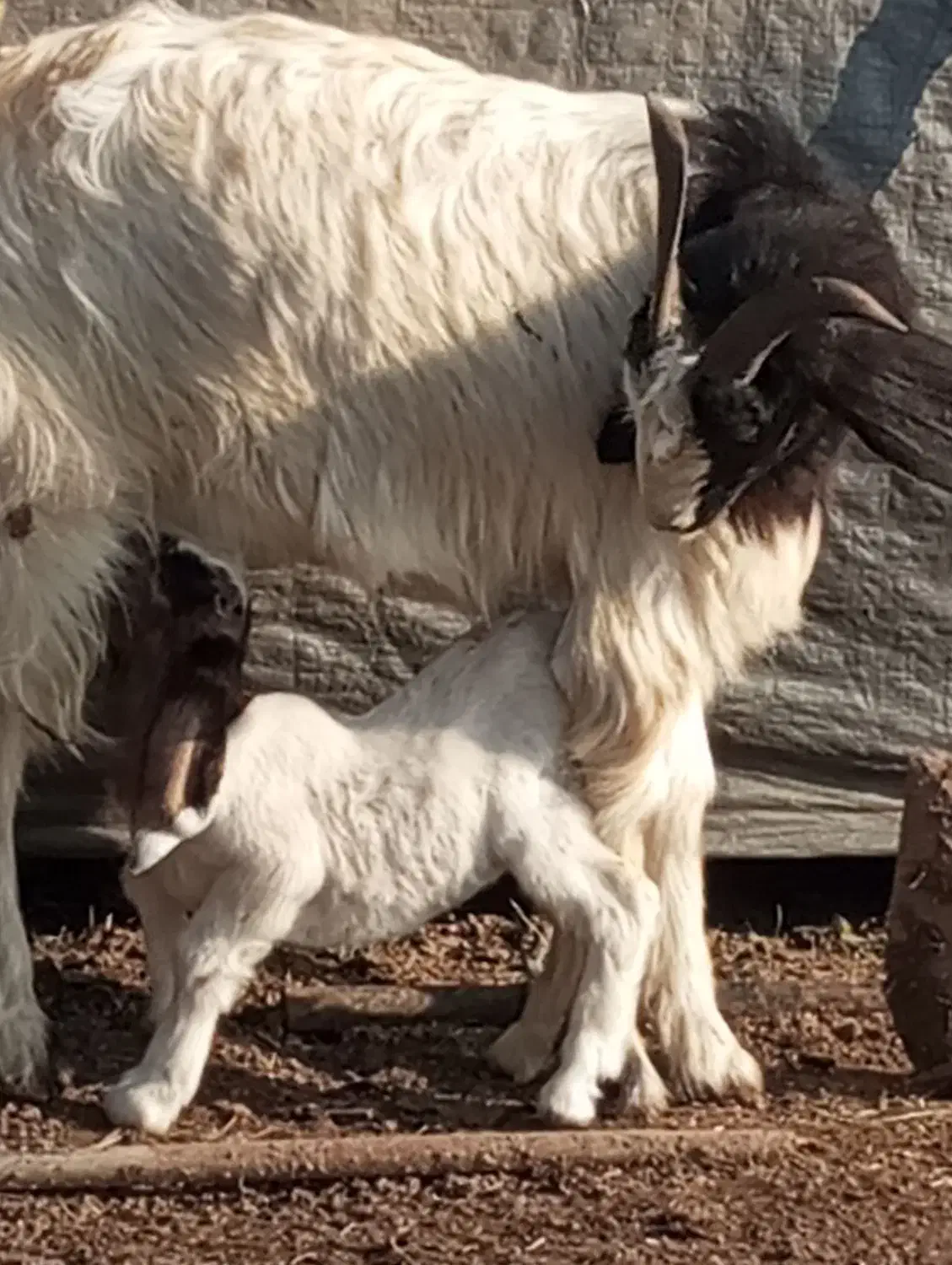 سه راس بزقاله|حیوانات مزرعه|گنبد کاووس, |دیوار