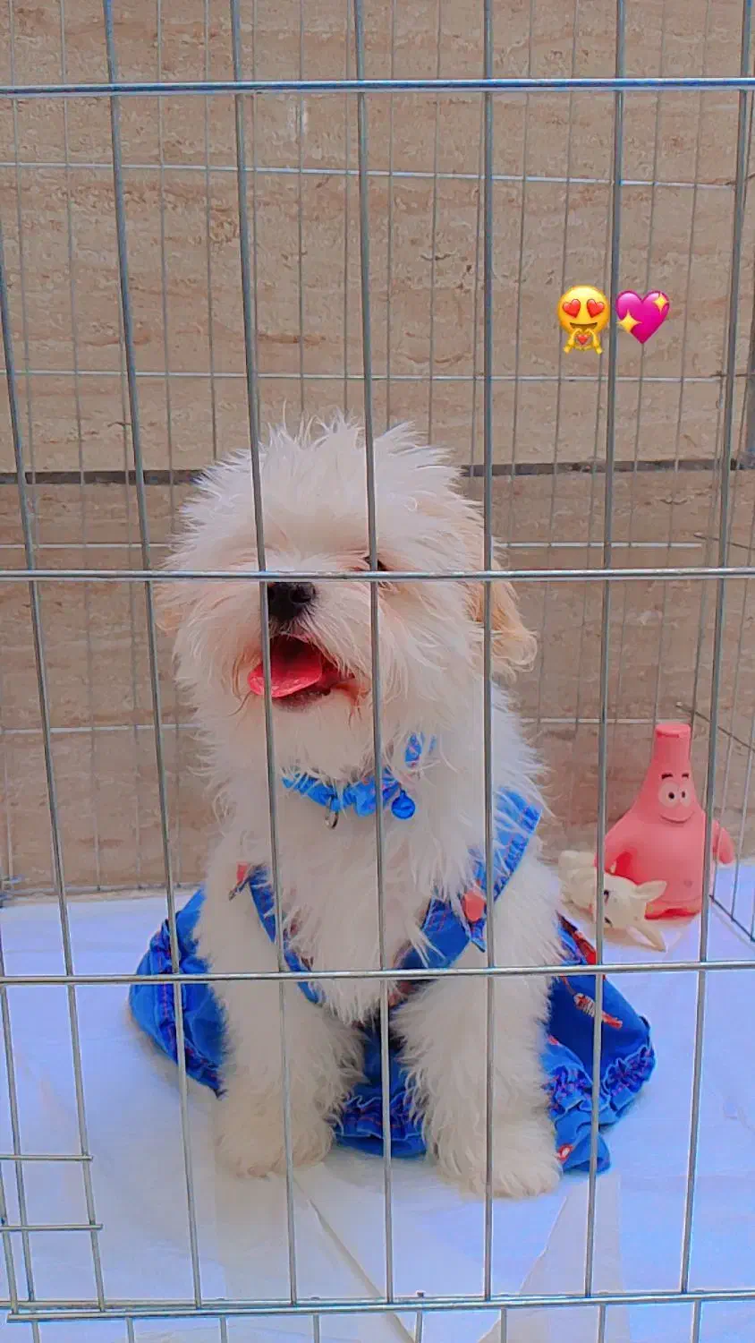 سگ بامزه|سگ|قم, شاه ابراهیم|دیوار