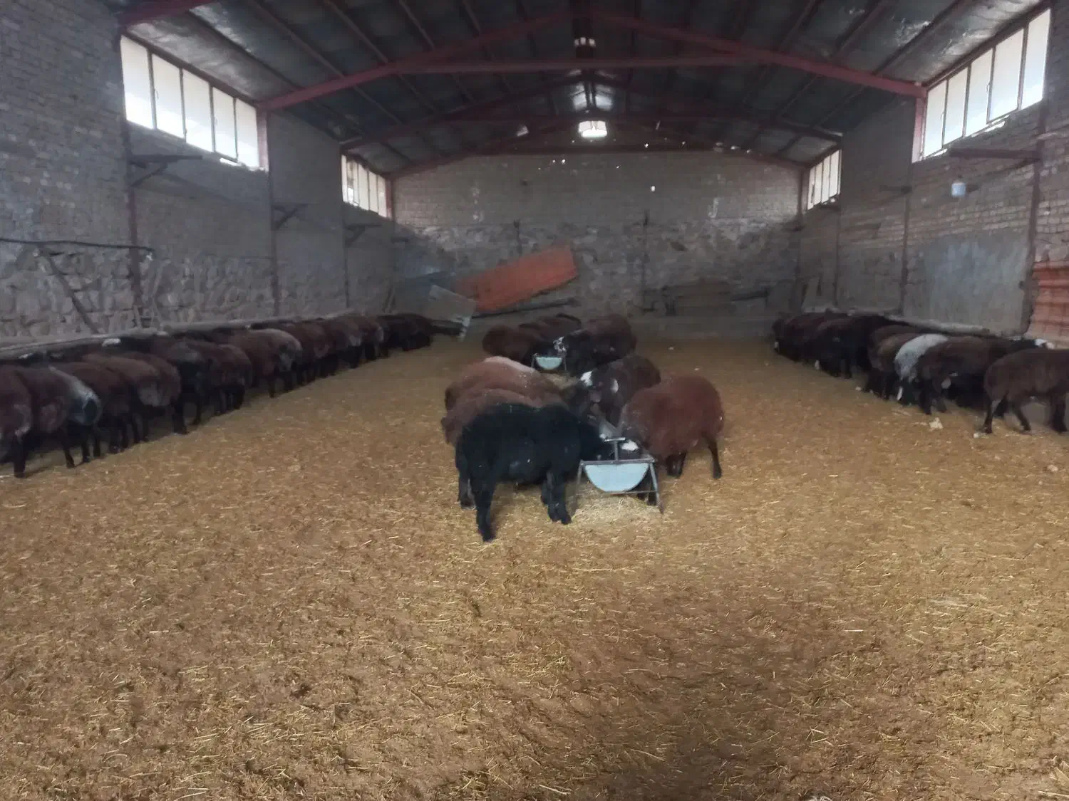 ۱۰۰ راس بره نر پروار وپای پروار فشندی|حیوانات مزرعه|هشتگرد, فشند|دیوار