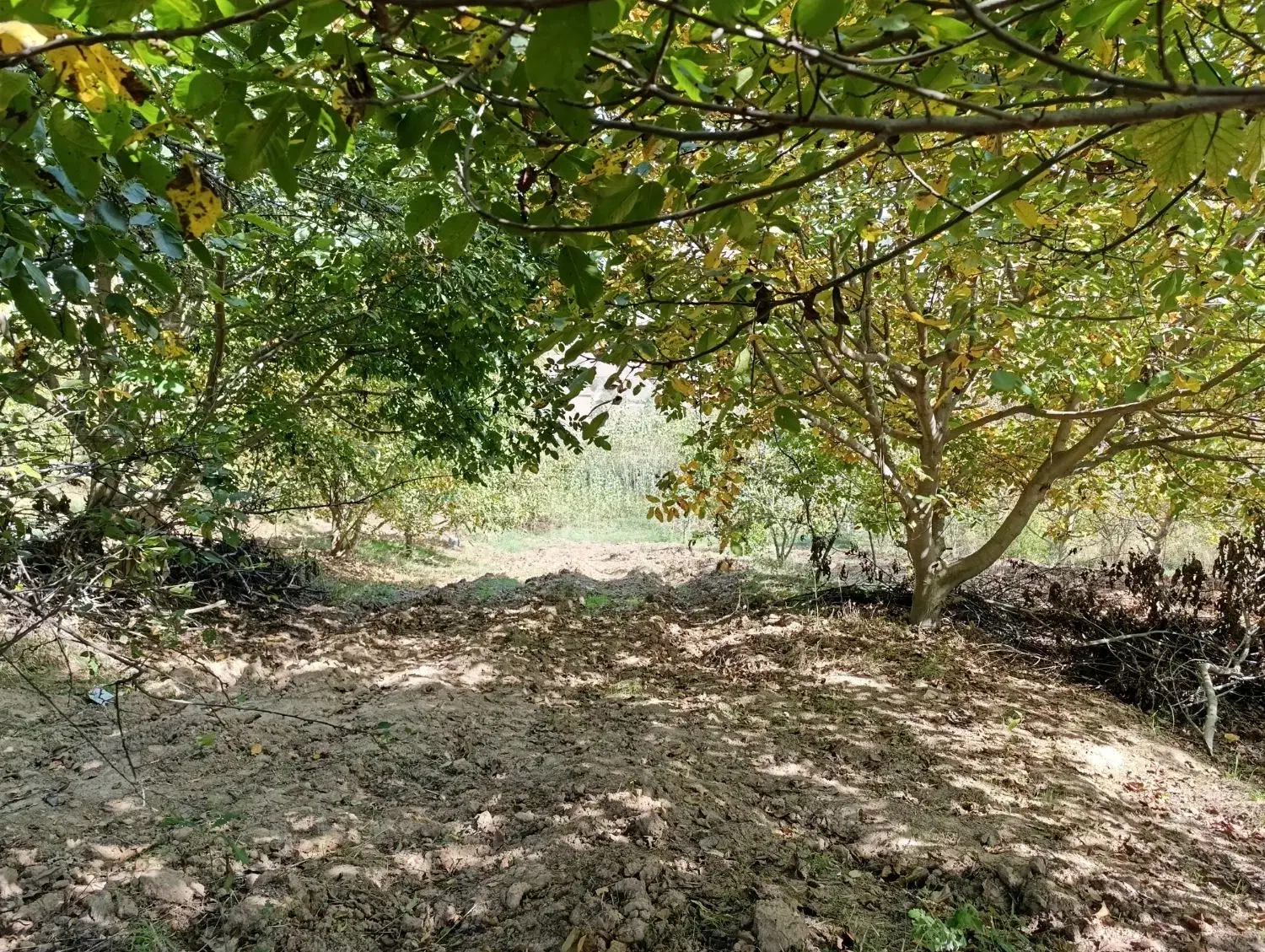 باغ گردو در روستای صفی آباد|فروش زمین و ملک کلنگی|دوزین, |دیوار